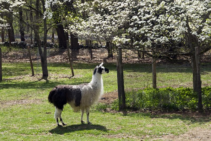 20080504_151411 D300 F FS.jpg - Broadmoor Farms, Bedford, NY